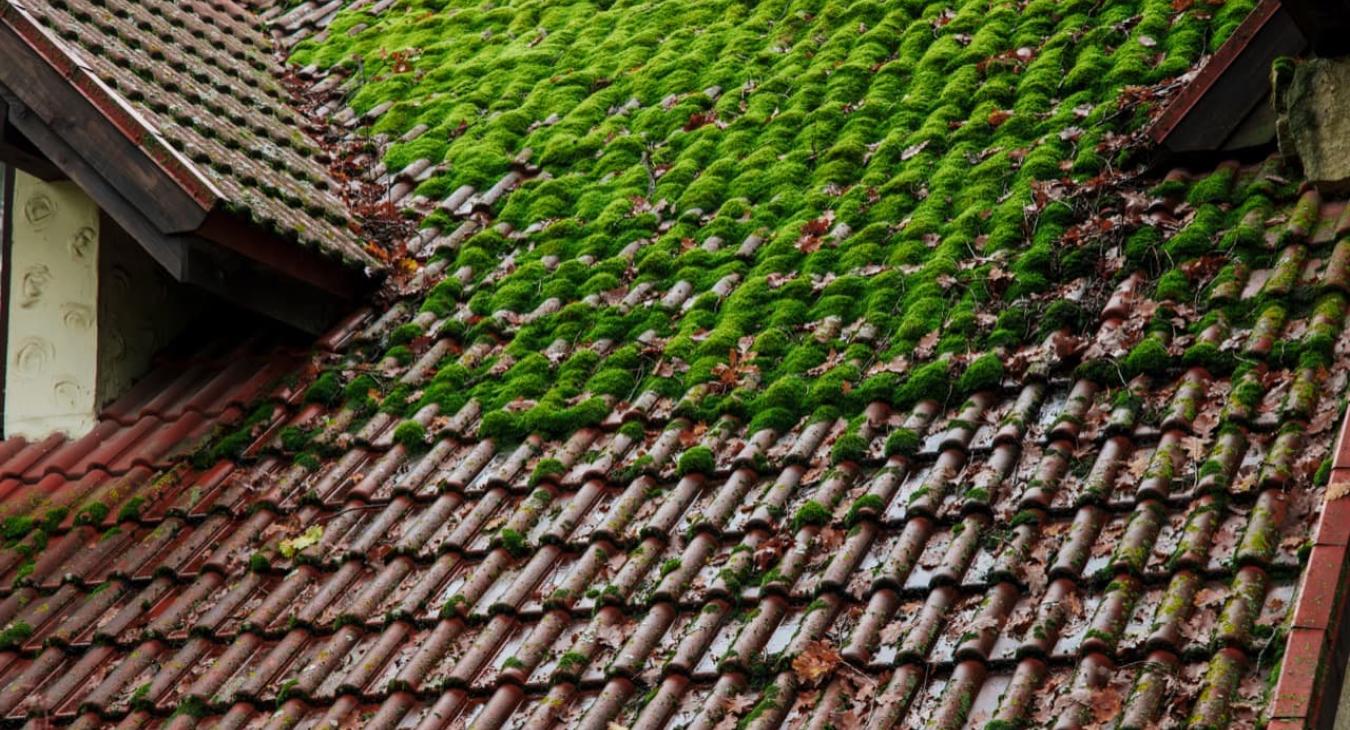 Nettoyage & Démoussage de toiture 31 Haute-Garonne