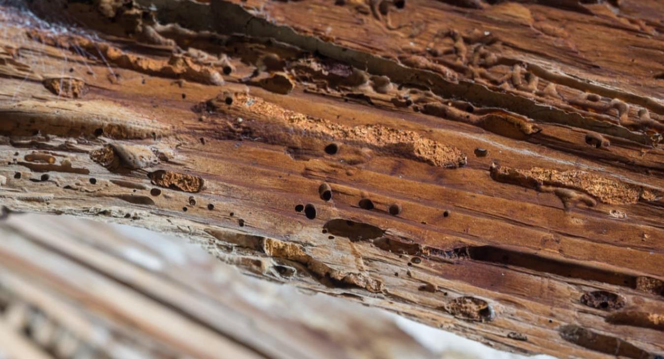 Pose et traitement de charpente 31 Haute-Garonne